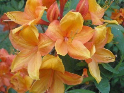 Azalka 'Golden Eagle' (Balení kontejner C5)