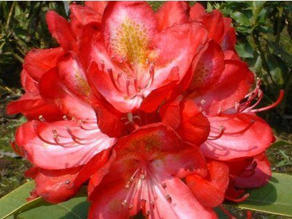 Rododendron 'Junifeuer' (Balení kontejner C2)