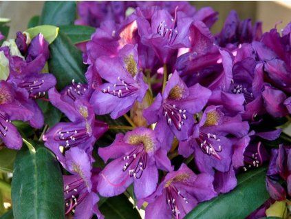 Rododendron 'Marcel Menard' (Balení kontejner C2)