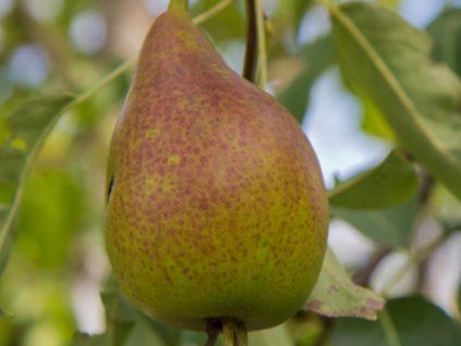 110406 hrusen konference comice