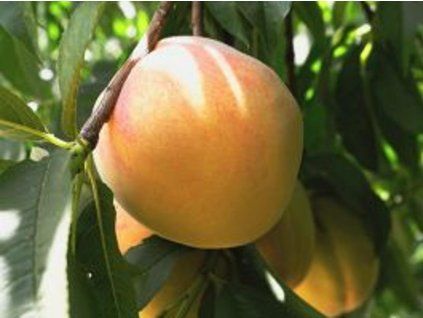 110451 1 broskvon sun cloud