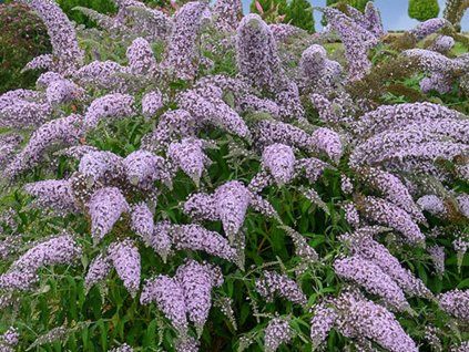 Komule Davidova 'Grand Cascade' (Balení kontejner p9)