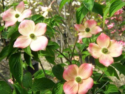 Dřín STELLAR PINK 'Rutgan' (Balení kontejner C5)
