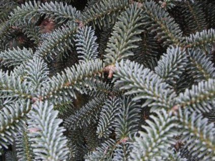 Jedle numidská 'Glauca' (Balení kontejner C3)