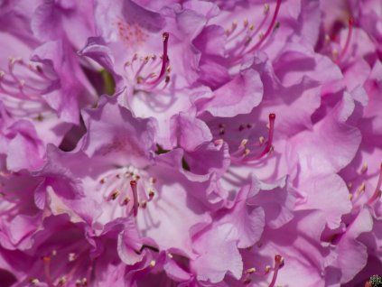 Rododendron 'Roseum Elegans' (Balení kontejner p9)