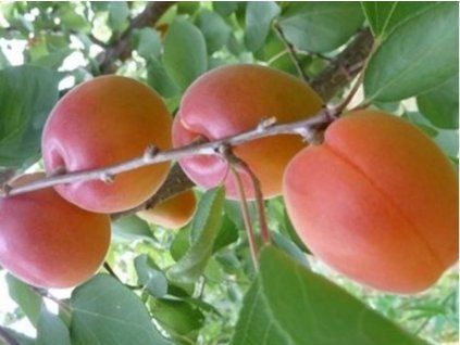 73281 1 merunka aurora