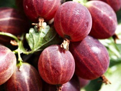 108984 1 red triumph