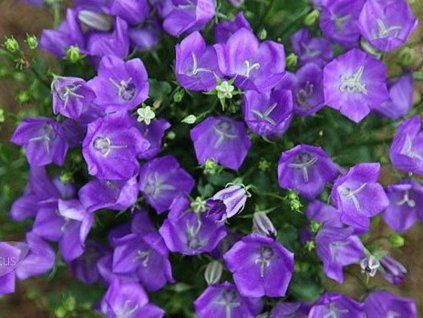 68541 1 blue clips