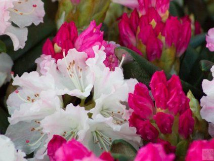 69831 1 royal rosy
