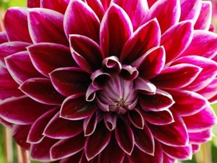 69885 purple pearl