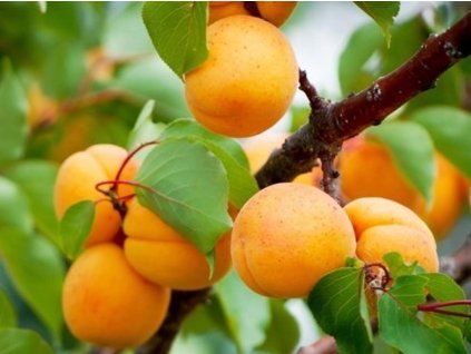 73293 1 merunka vitillo