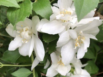 Pustoryl věncový 'Virginal' (Balení kontejner C3)