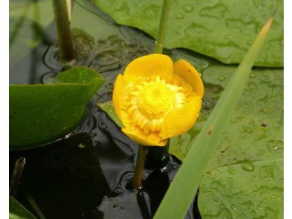 77922 1 nuphar