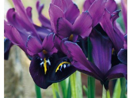 78765 1 iris