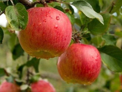 79011 1 jablon lired