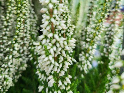 79143 5 calluna vulgaris veluwe 2