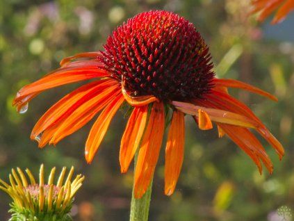 Miotacz ognia Echinacea (2)