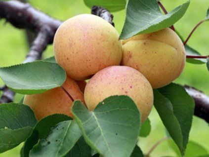 Meruňka obecná (Balení kontejner C5)