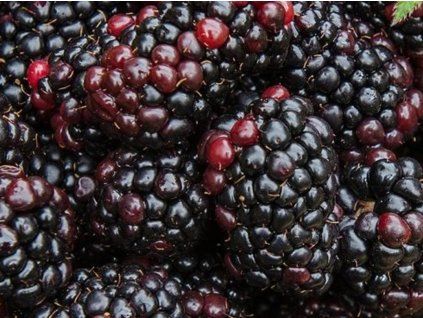 Ostružiník 'Relevant' (Balení kontejner C2)