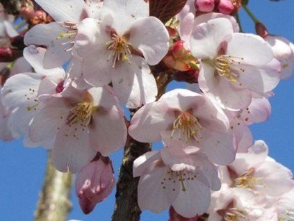 Sakura 'Spire' (Balení kontejner C5)