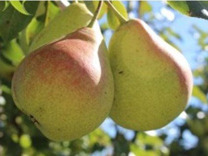 80949 1 hrusen desertnaja