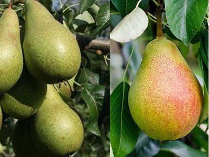 81049 clapova konference