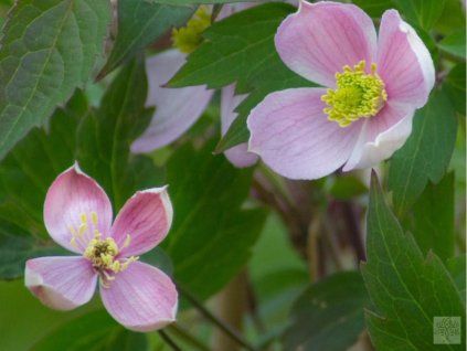 81473 plamenek horsky elizabeth