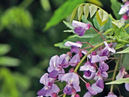 81530 2 japonska vistarie