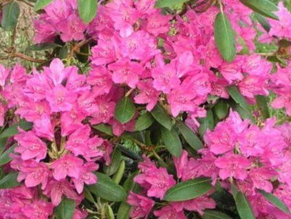 81623 kristian pink