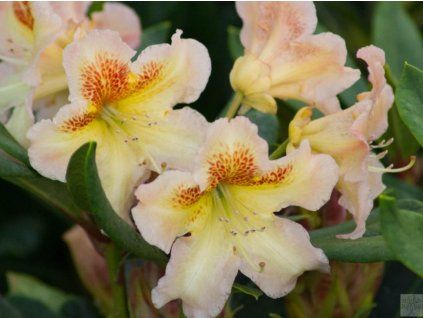 Rododendron 'Bernstein' (Balení kontejner C5)