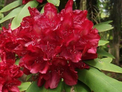 Rododendron 'Francesca' (Balení kontejner C5)