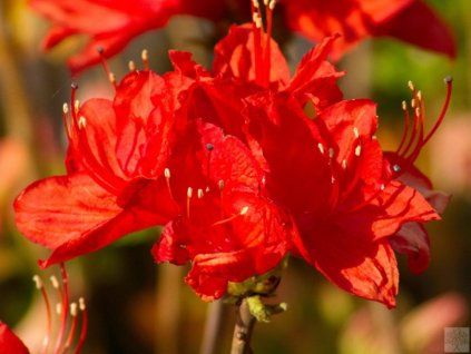 Azalka 'Parkfeuer' (Balení kontejner C5)