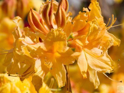 81680 1 golden sunset