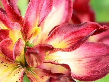 81899 double sensation