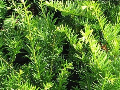 82931 green mountain