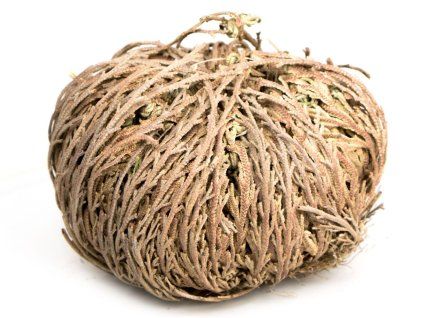 Růže z Jericha (Balení oddenek)