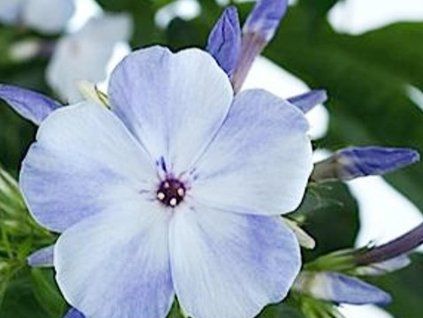 płomienny niebieski