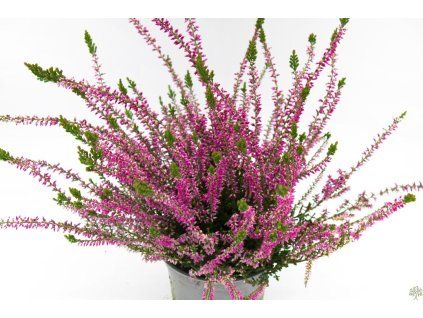 86066 7 calluna vulgaris libra 3
