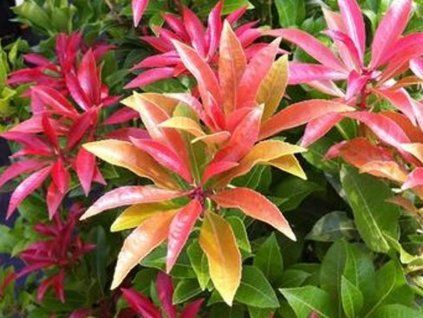 Pieris 'Mountain Fire' (Balení kontejner p9)