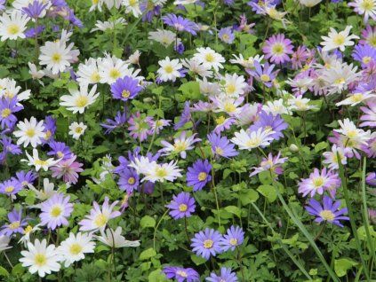 86471 sasanka vabna mix