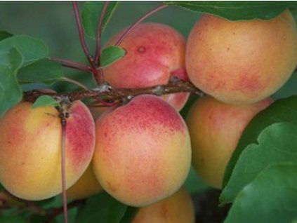 86960 merunka klosterneuburger