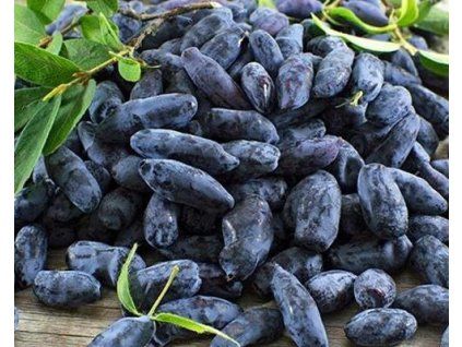 87287 1 indigo