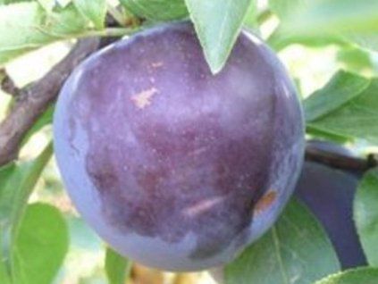 87455 1 japonska svestka black splendor