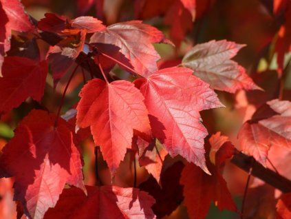 czerwony zachód słońca