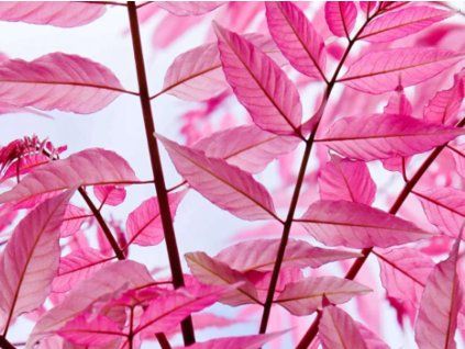 Česnekovník čínský 'Flamingo' (Balení kontejner C3)