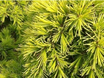 88598 cedr himalajsky aurea