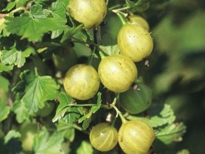 Angrešt 'EasyCrisp Lady Sun' (Balení kontejner C2)