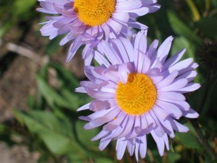 91475 1 erigeron