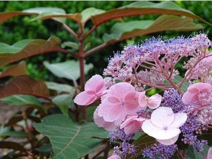 Hortenzie drsná 'Macrophylla' (Balení kontejner C4)