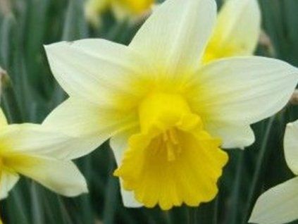 uśmiechnięte słońce